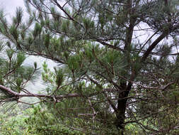 Image of Formosa Pine