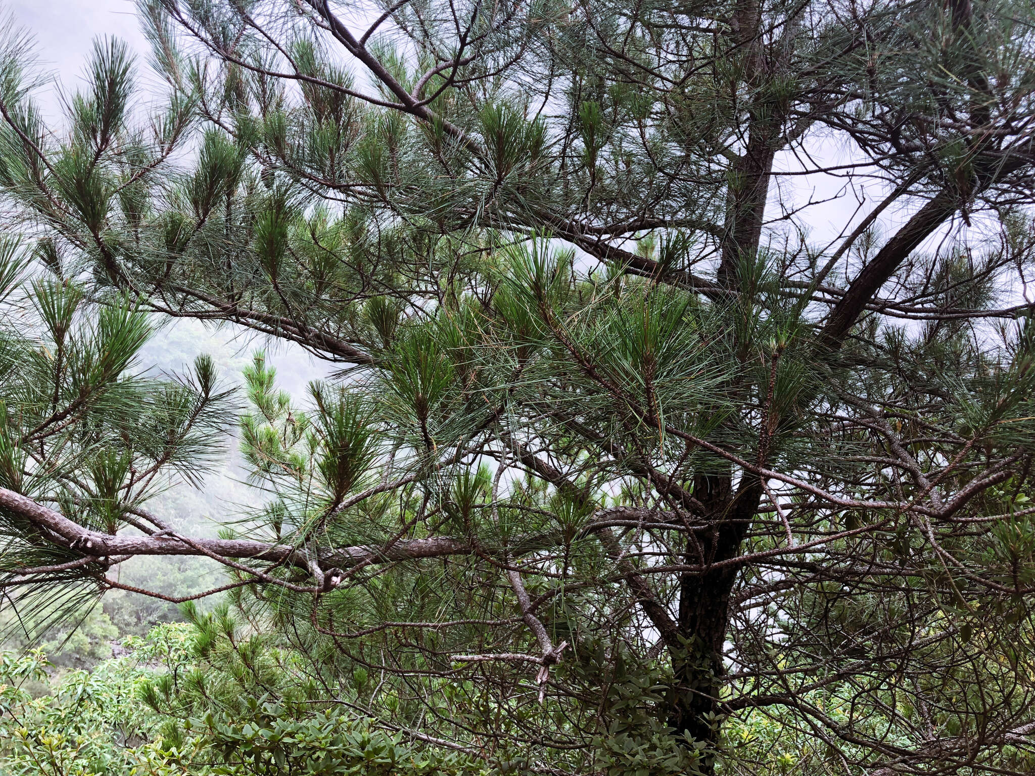 Image of Formosa Pine