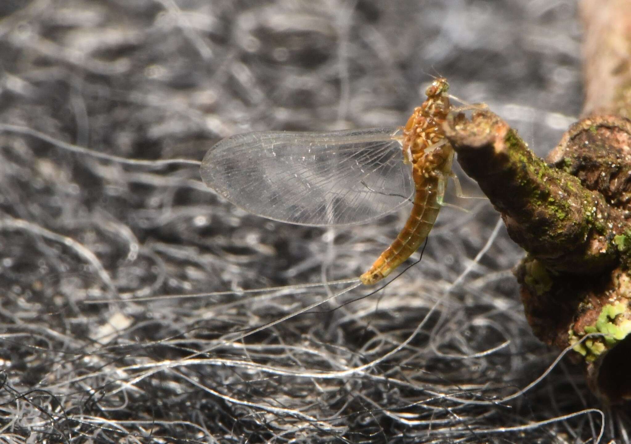 صورة Acentrella turbida (McDunnough 1924)