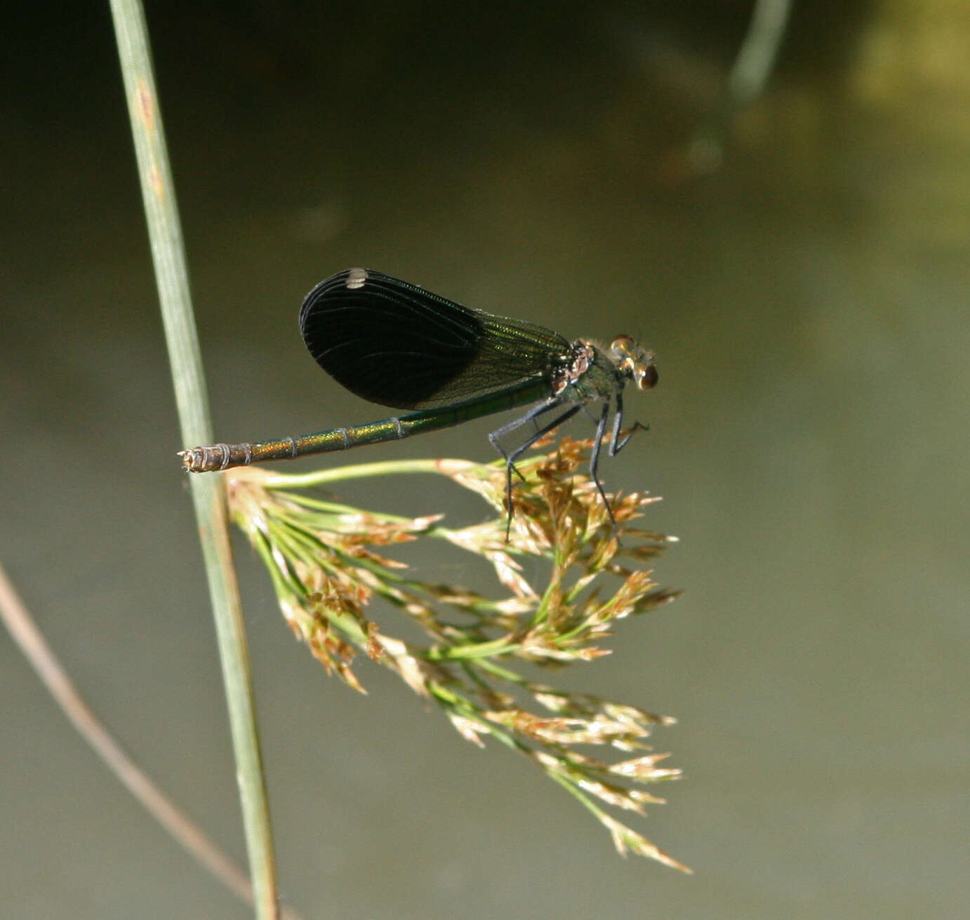 Image of Calopteryx splendens intermedia Sélys 1887