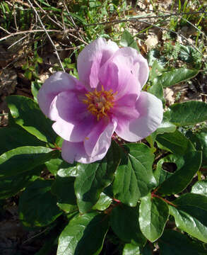 Image of Paeonia coriacea Boiss.