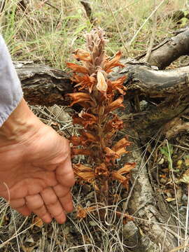 Image of Louisiana broomrape