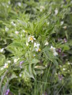 Image of Solanum palitans C. V. Morton