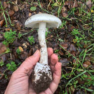 Image of Western North American Destroying Angel