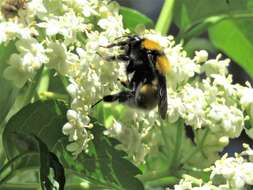 Plancia ëd Bombus hortulanus Friese 1904