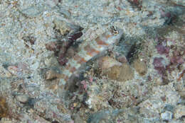 Image of Broad-banded shrimpgoby