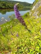 Image of Veronica spicata subsp. porphyriana (Pavl.) A. Jelen.