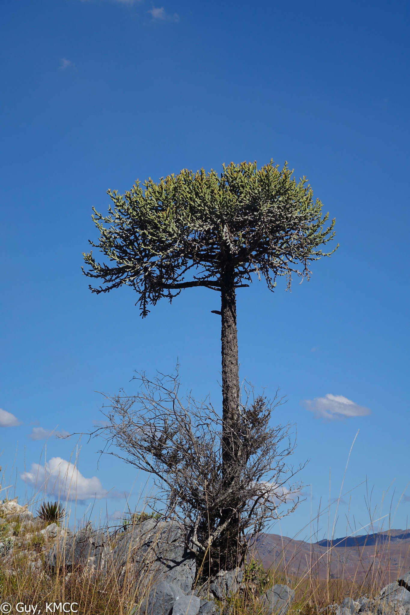 Sivun Euphorbia stenoclada Baill. kuva