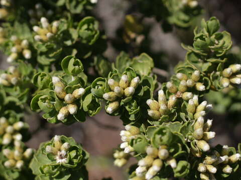 Image of Baccharis vernalis F. H. Hellwig