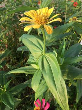 Image of ELEGANT ZINNIA