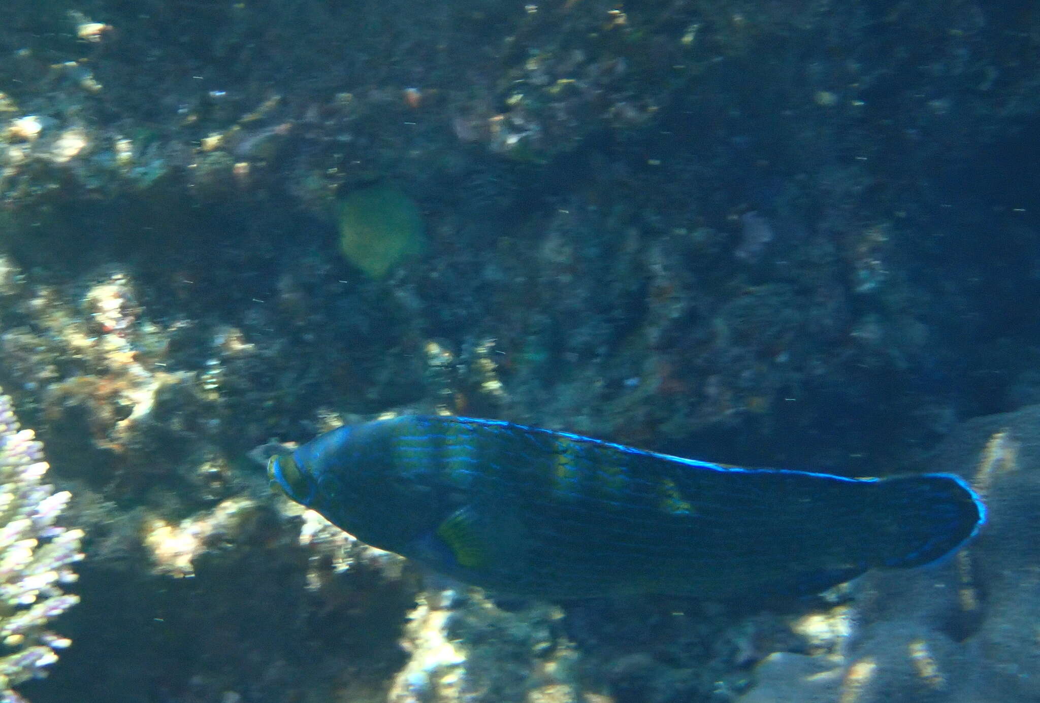 Image of Labrichthys