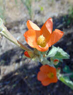 Image of Munro's globemallow