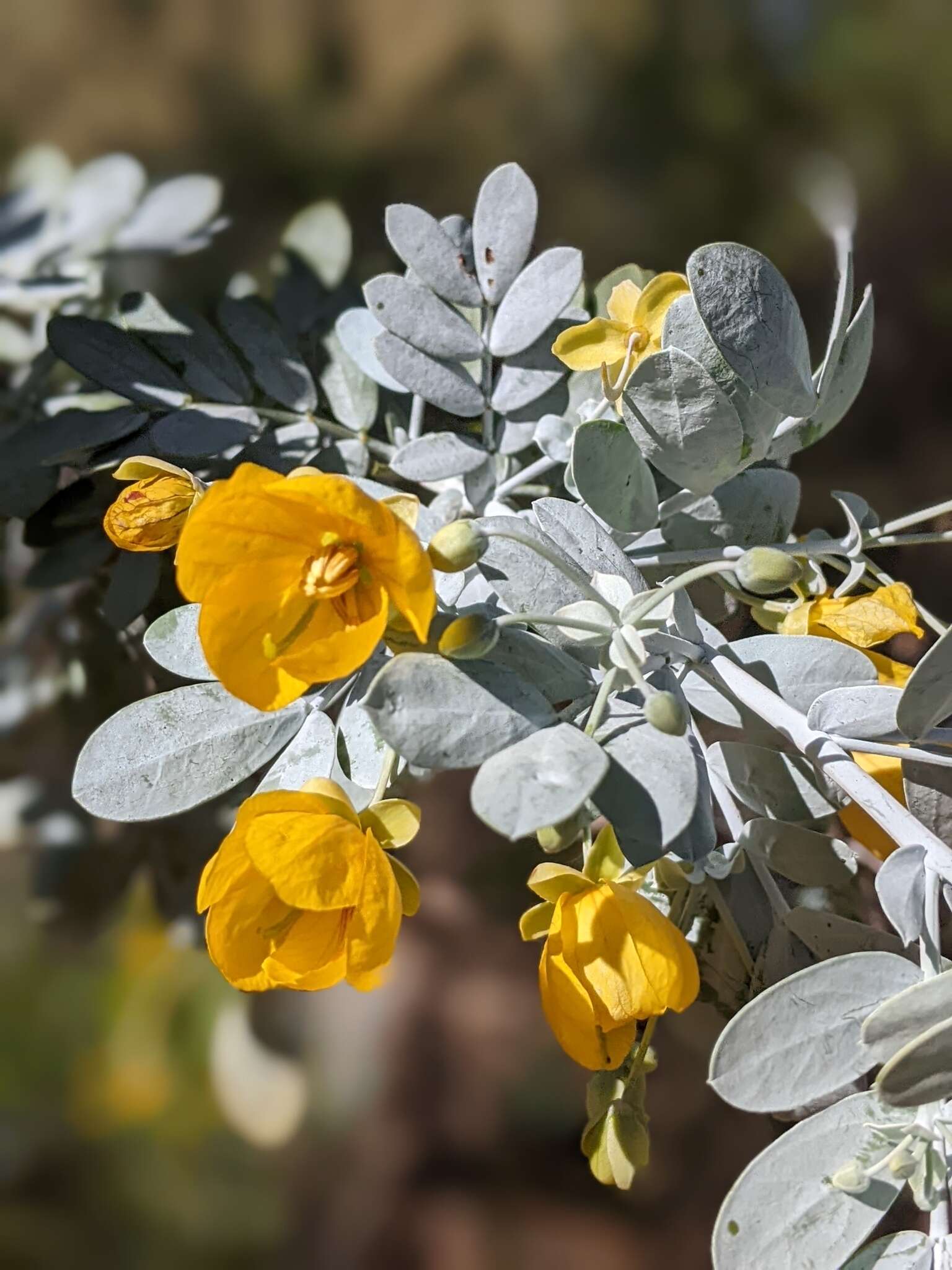 Plancia ëd Senna glutinosa subsp. pruinosa