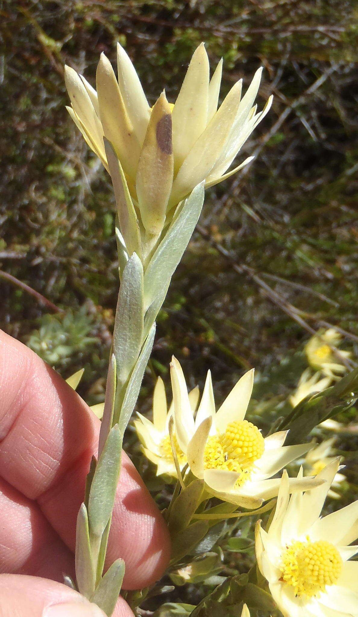 Image of Leucadendron uliginosum subsp. uliginosum