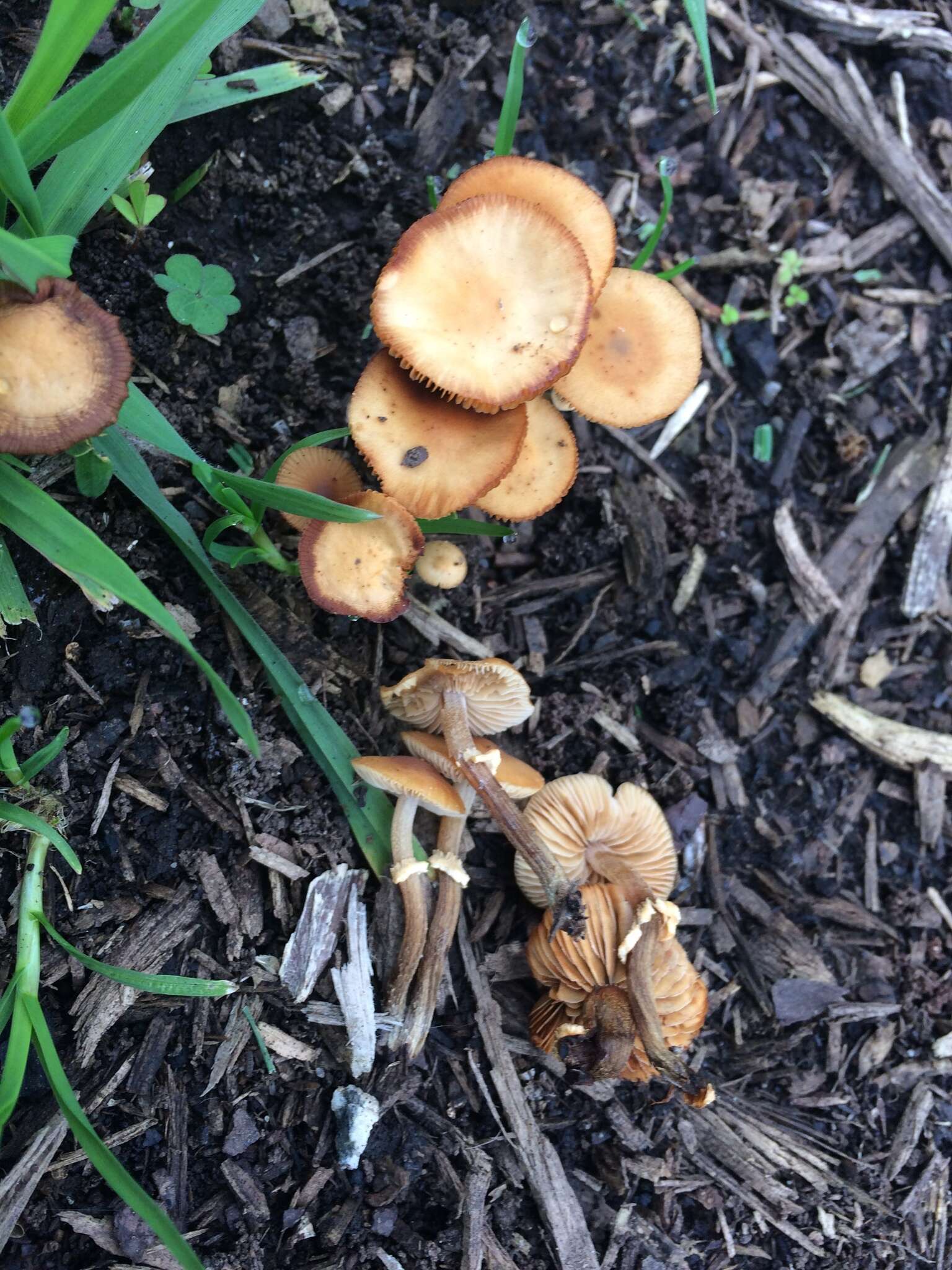 Image of Conocybe rugosa (Peck) Watling 1981