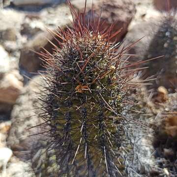 Слика од Echinocereus ferreiranus