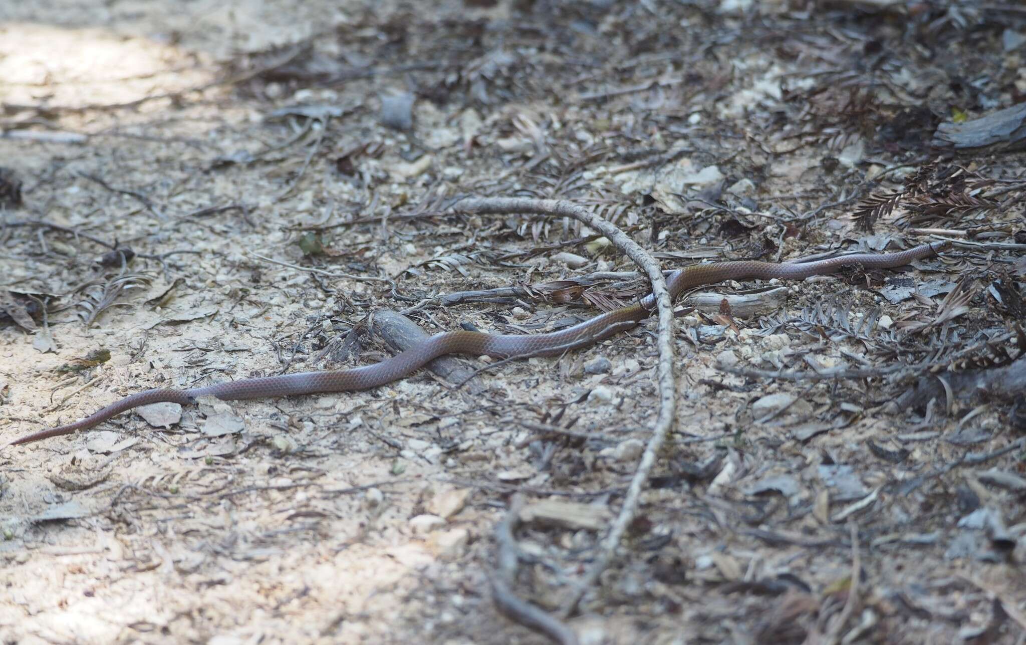 Contia longicaudae Feldman & Hoyer 2010的圖片