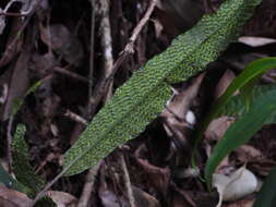 Image of Grypothrix triphylla (Sw.) S. E. Fawc. & A. R. Sm.