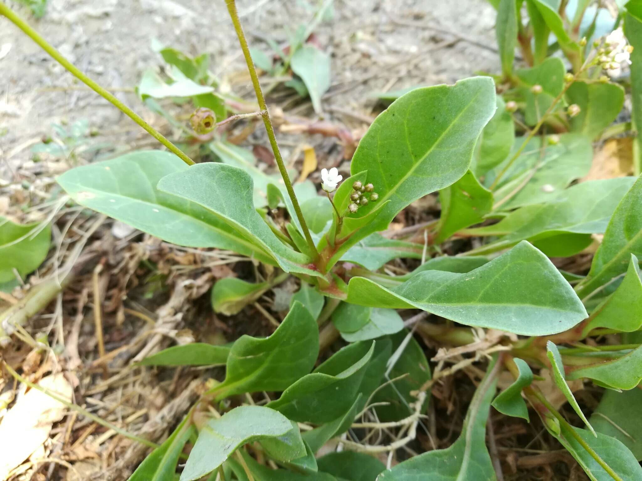 Image of limewater brookweed