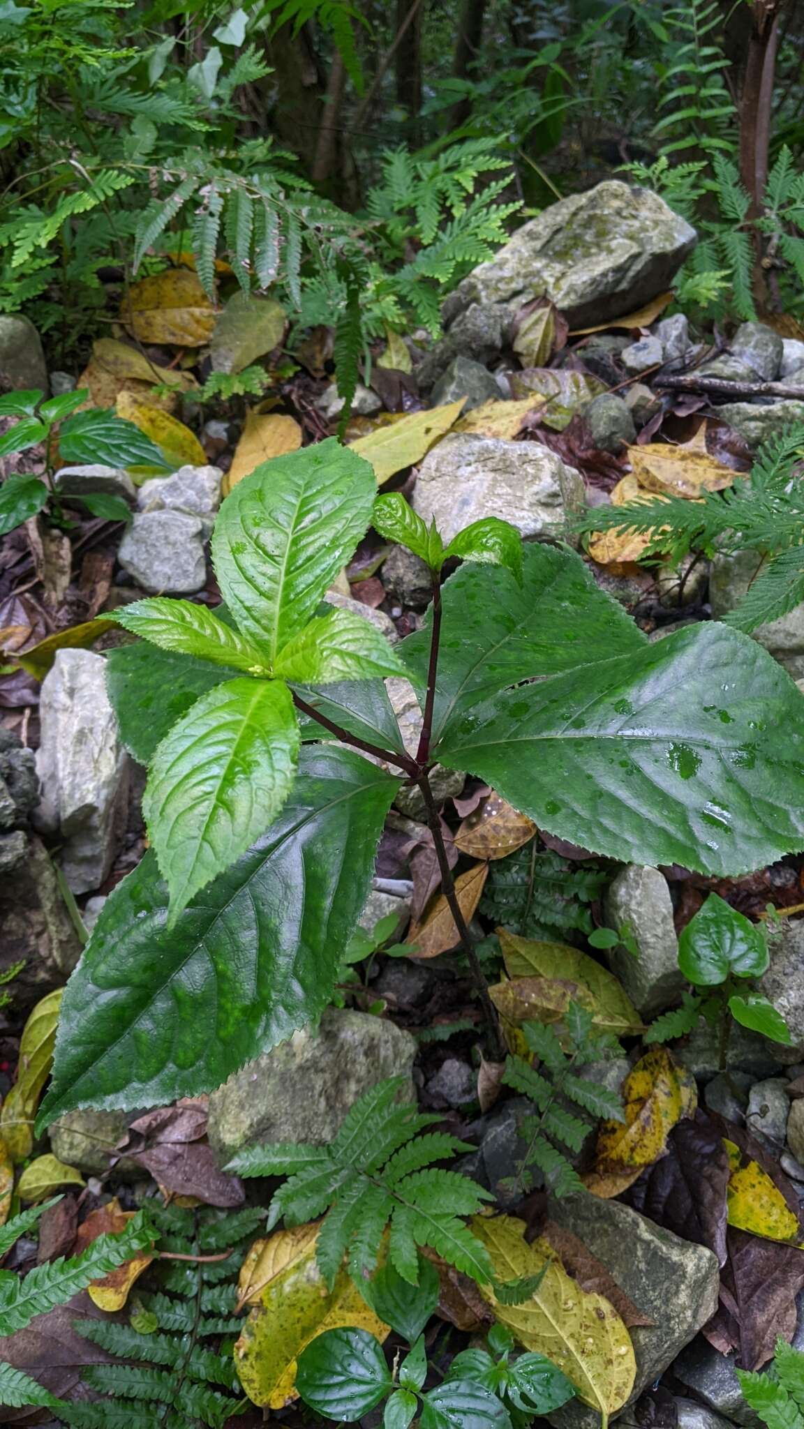 Image of Chloranthus henryi Hemsl.