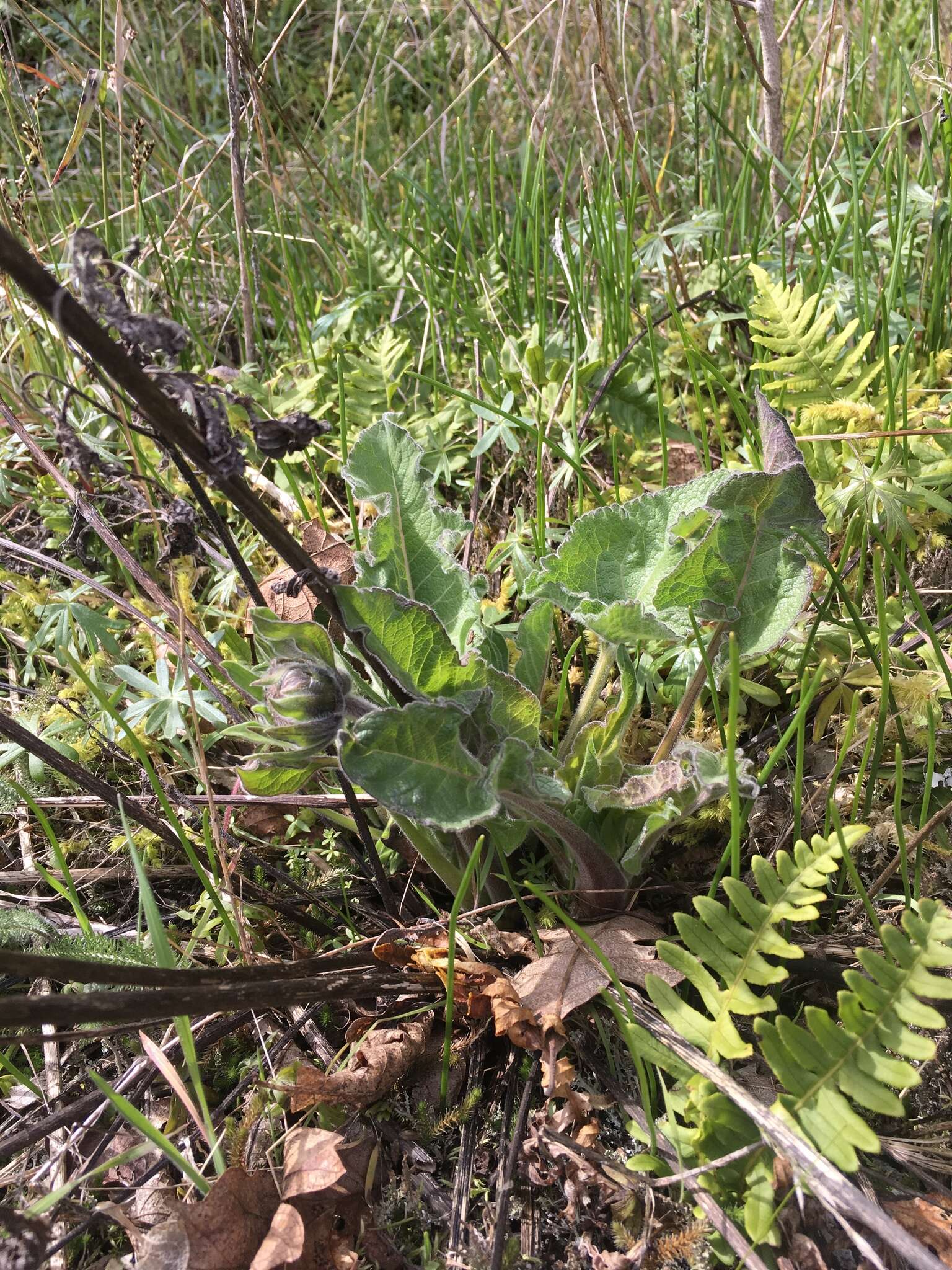 Image of deltoid balsamroot