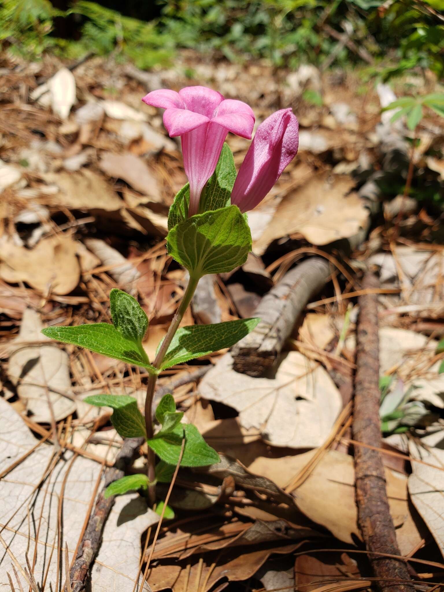 Imagem de Spigelia scabrella Benth.