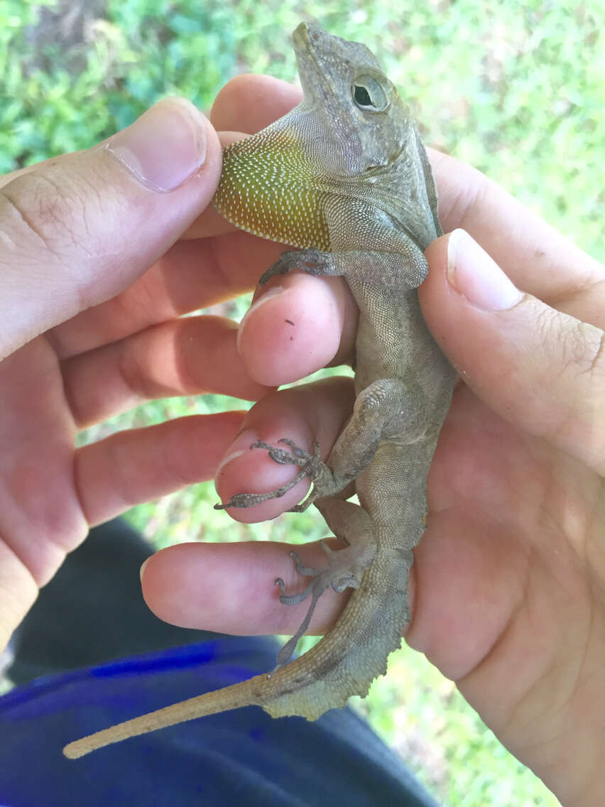 Image of Puerto Rican Crested Anole