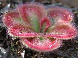 Image of Drosera erythrorhiza subsp. squamosa (Benth.) N. Marchant & Lowrie