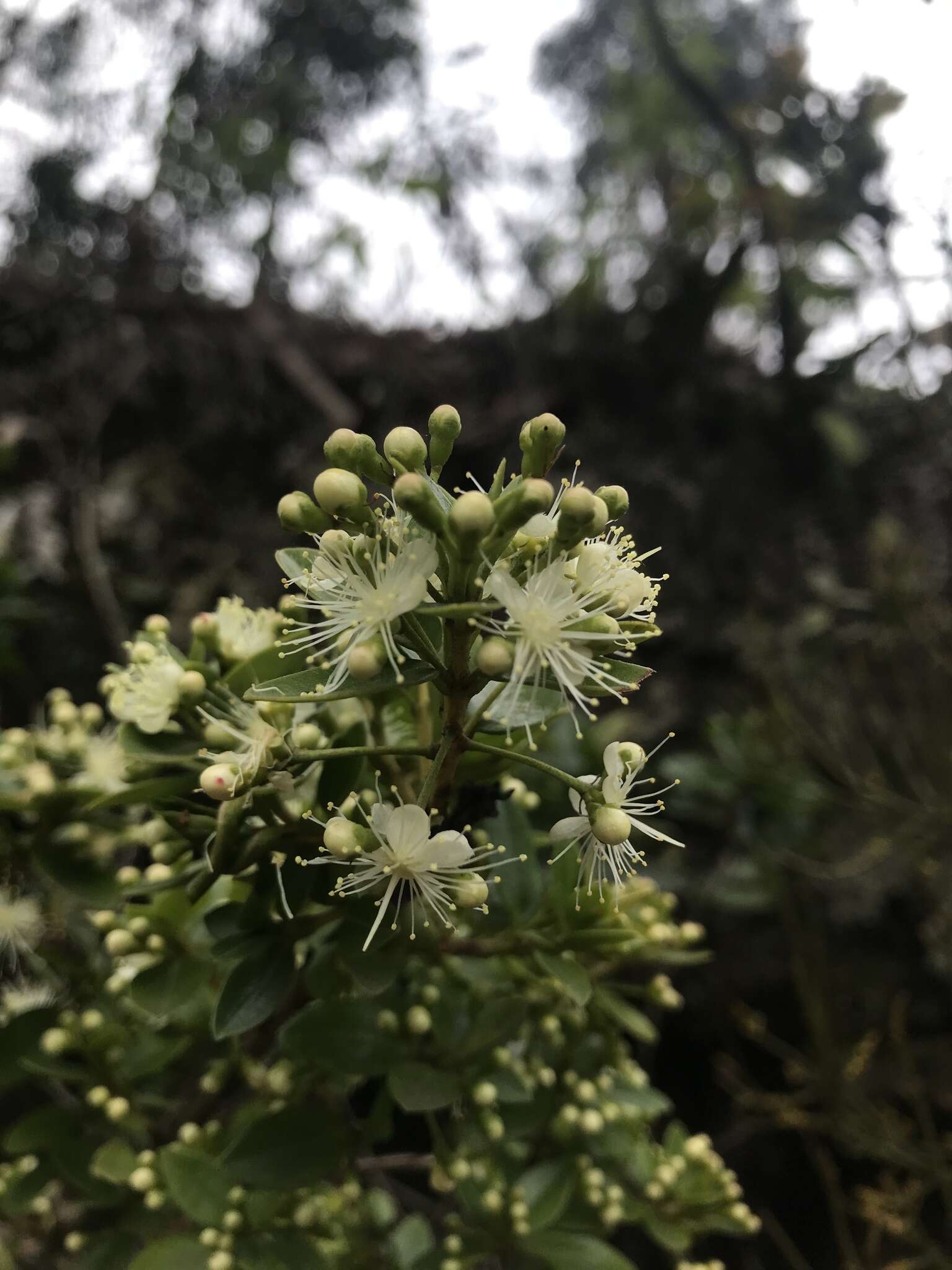 Myrcianthes leucoxyla (Ortega) Mc Vaugh resmi