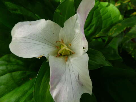 Image of Pacific trillium