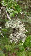 Image of shield lichen