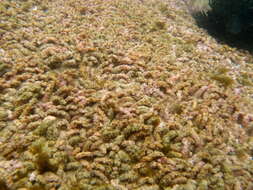 Image of warty sea mat