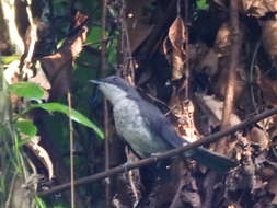 Image of African Forest Flycatcher