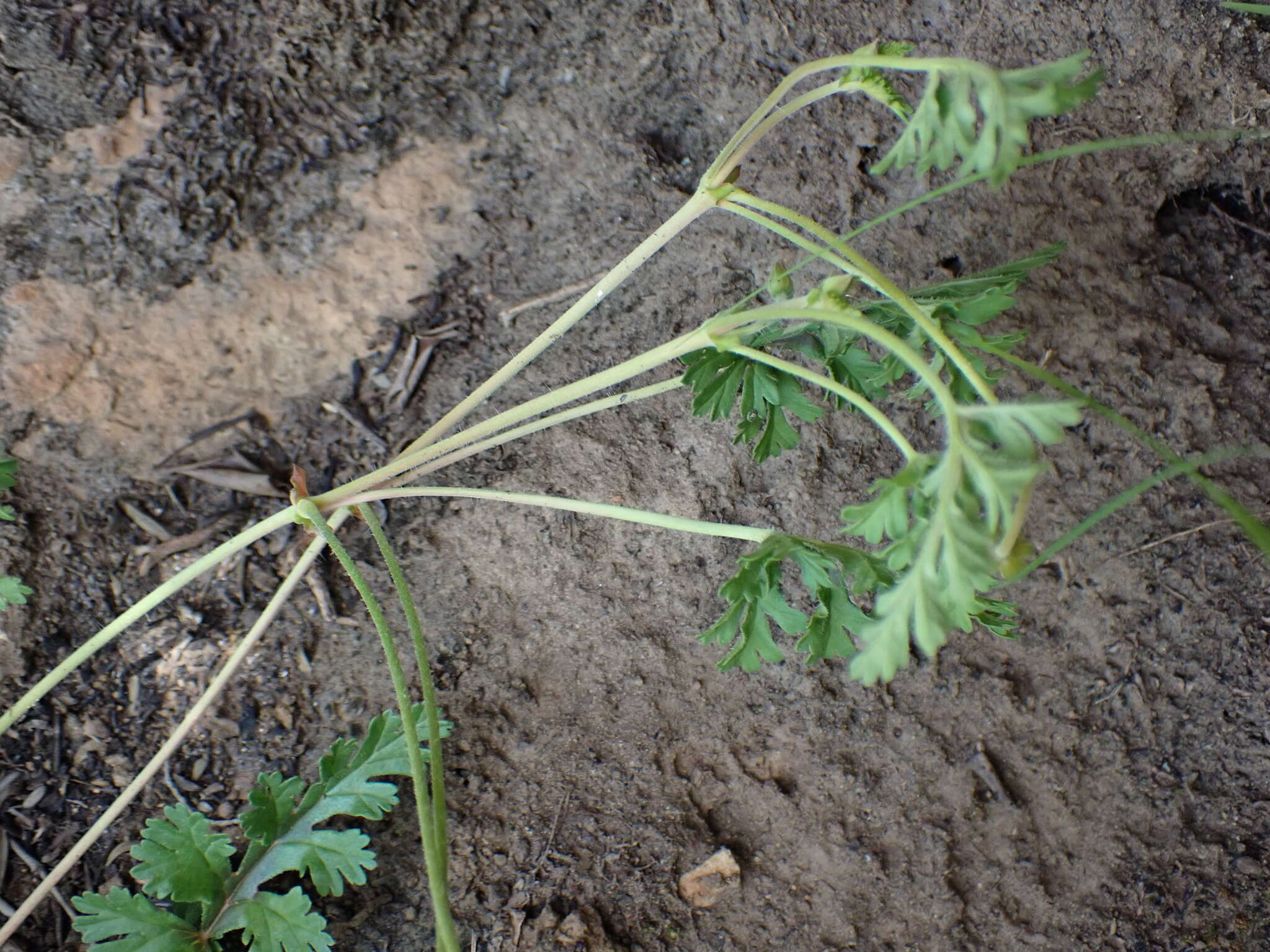 Image of Pelargonium multicaule subsp. multicaule