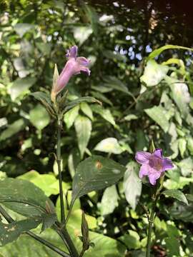 Strobilanthes longespicatus Hayata resmi