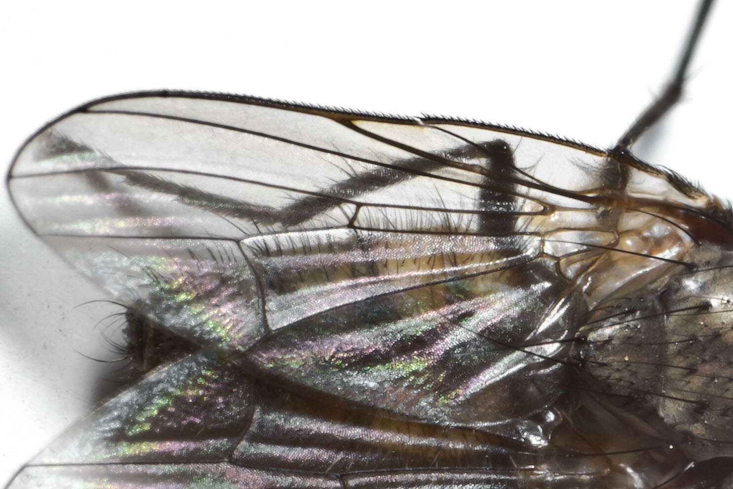 Image of Little House Fly