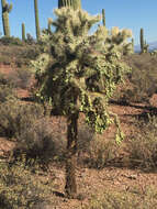 Image of jumping cholla