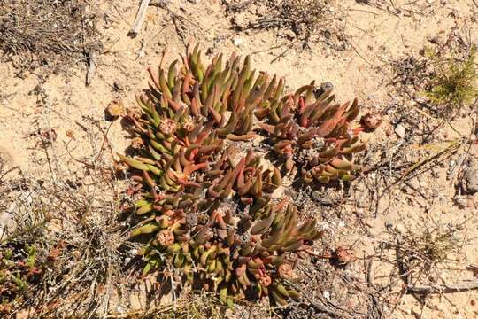 Cephalophyllum subulatoides (Haw.) N. E. Br. resmi