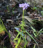 Plancia ëd Iberis umbellata L.