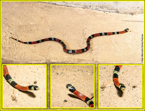 Image of Aesculapian False Coral Snake