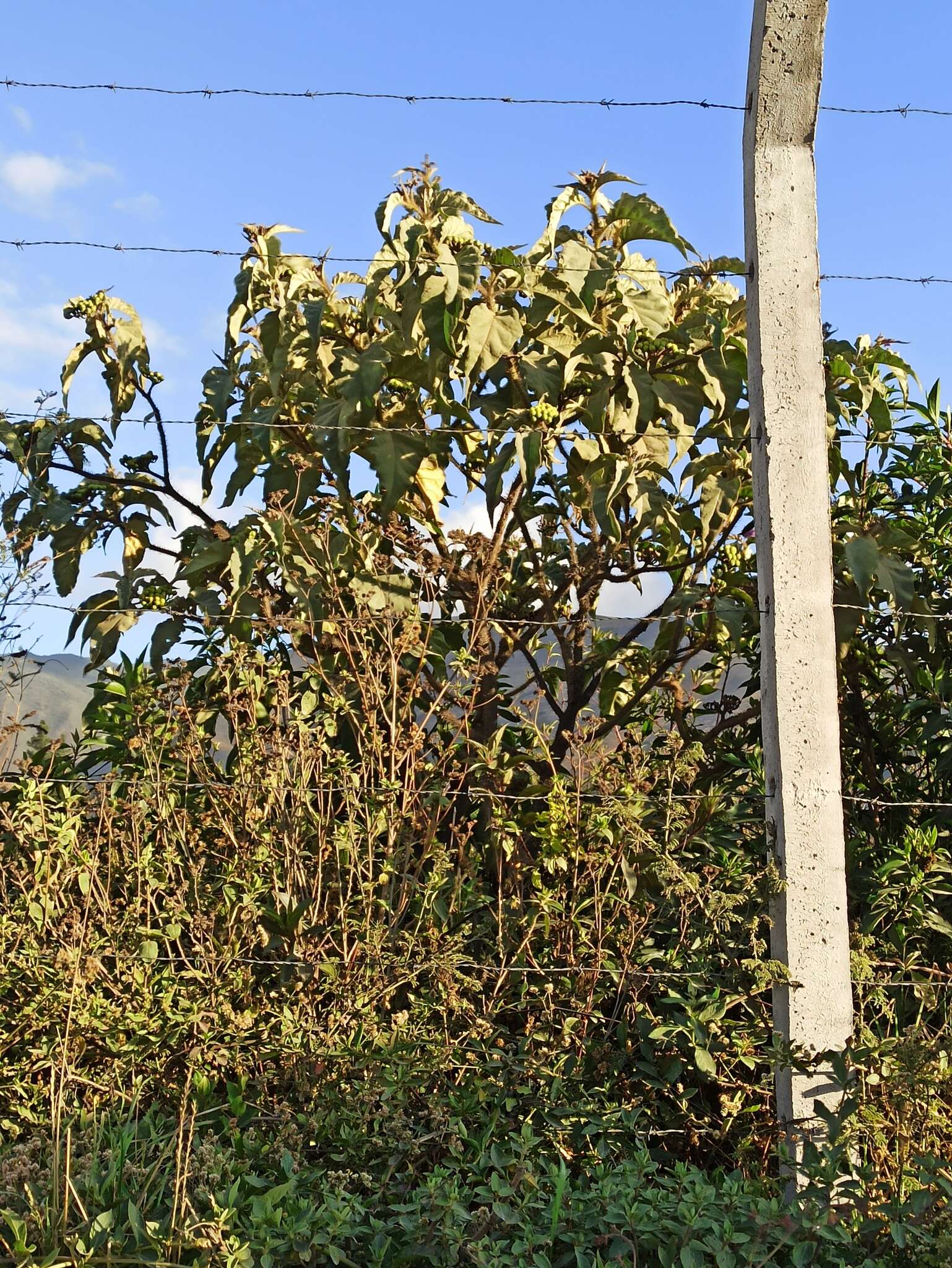 Image of Solanum crinitipes Dun.