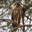 Image of Northern Barking Owl