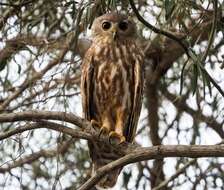 Imagem de Ninox connivens peninsularis Salvadori 1876