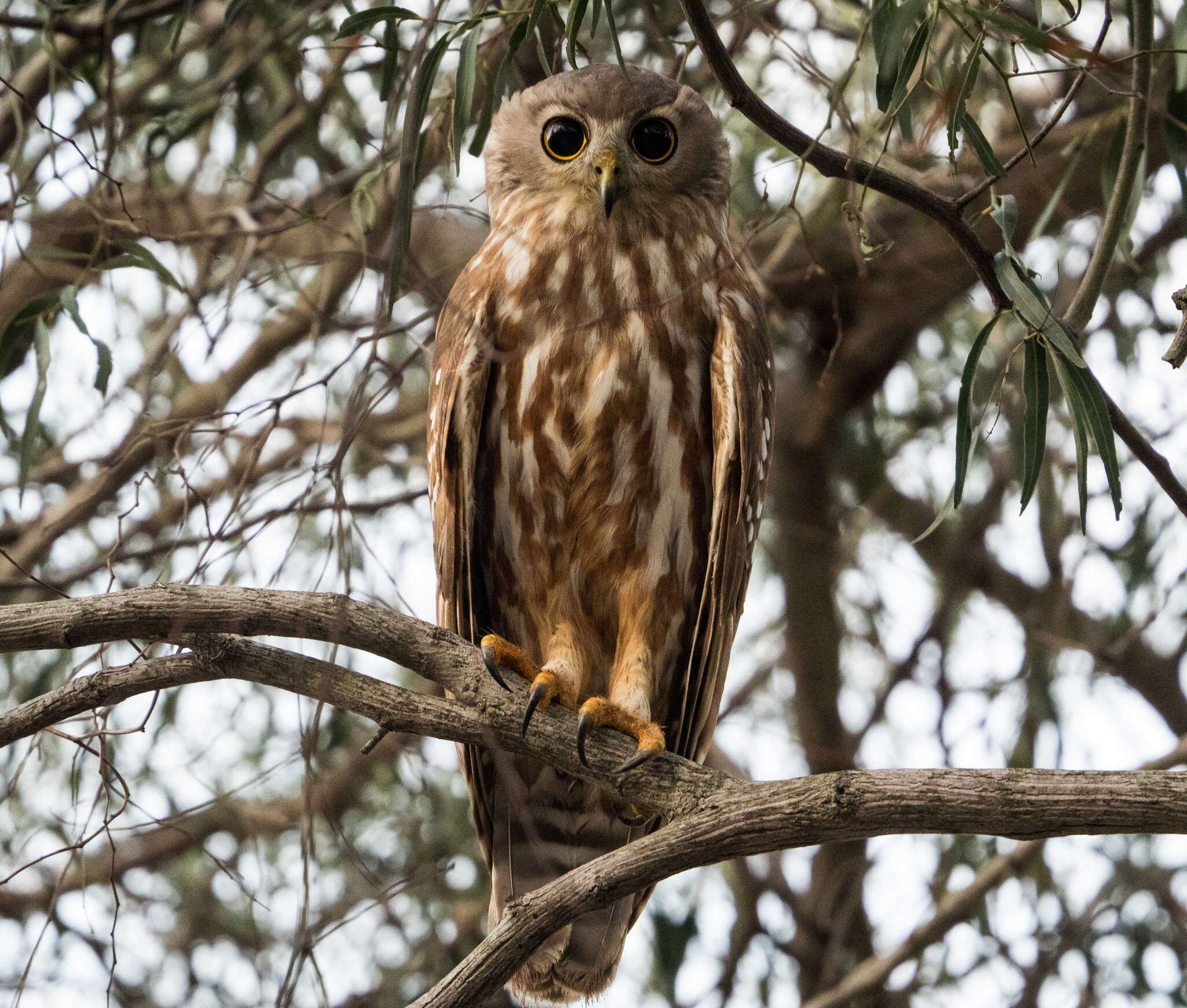 Image de Ninox connivens peninsularis Salvadori 1876