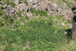 Image of Drakensberg Buttercup