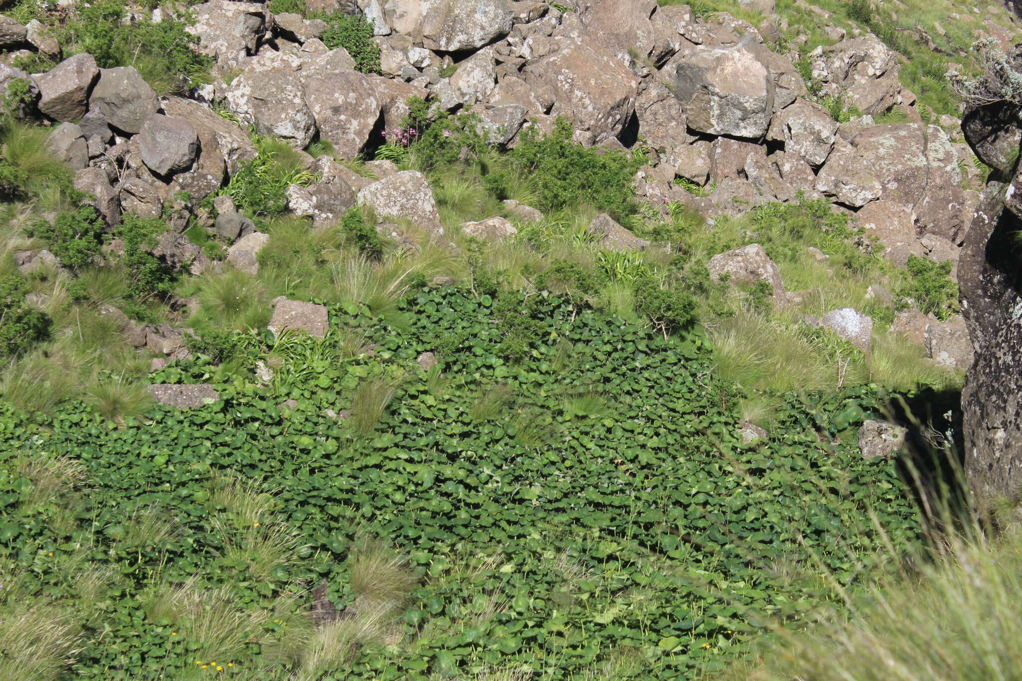 Image of Drakensberg Buttercup