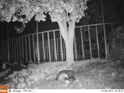 Image of Hooded Skunk