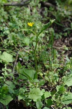 Rhagadiolus edulis Gaertn. resmi