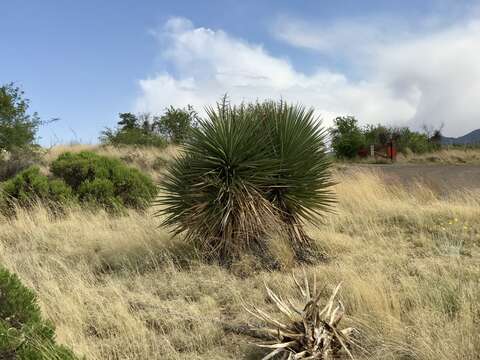 Image de Yucca madrensis Gentry