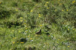 Imagem de Prunella rubeculoides (Moore & F 1854)